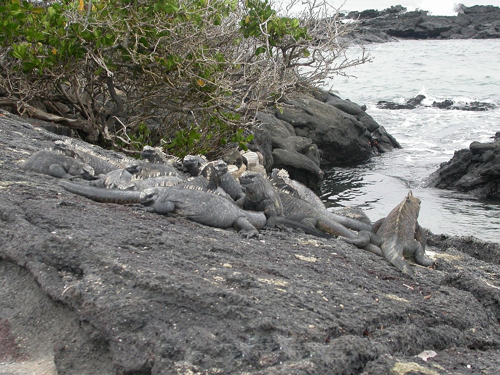 DSCN2261.JPG - Marine Iguanas (Amblyrhyncus cristatus), Galapagos Islands 2003