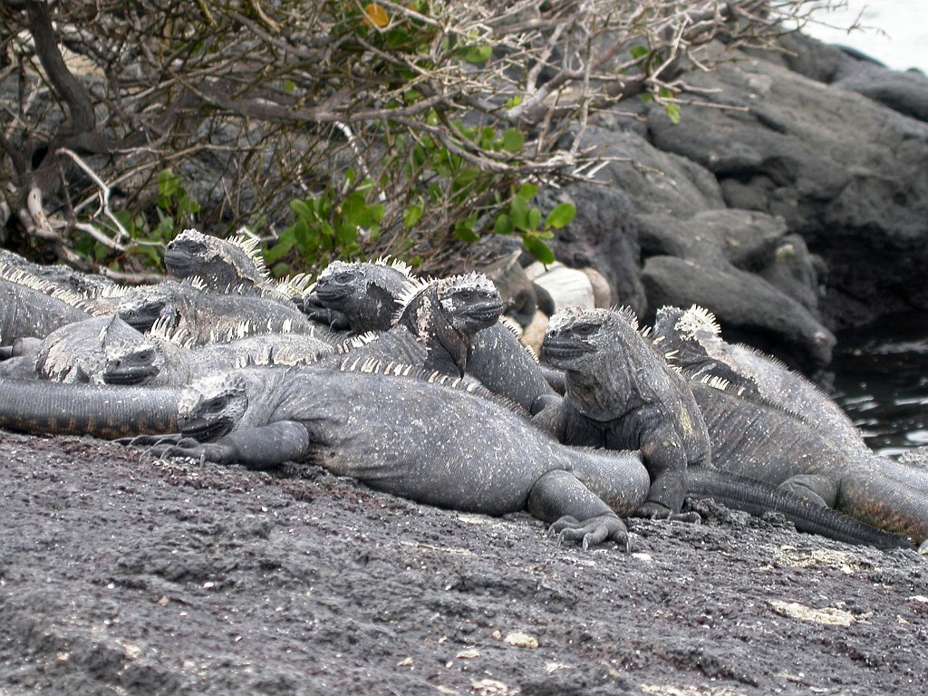 DSCN2263.JPG - Marine Iguanas (Amblyrhyncus cristatus), Galapagos Islands 2003