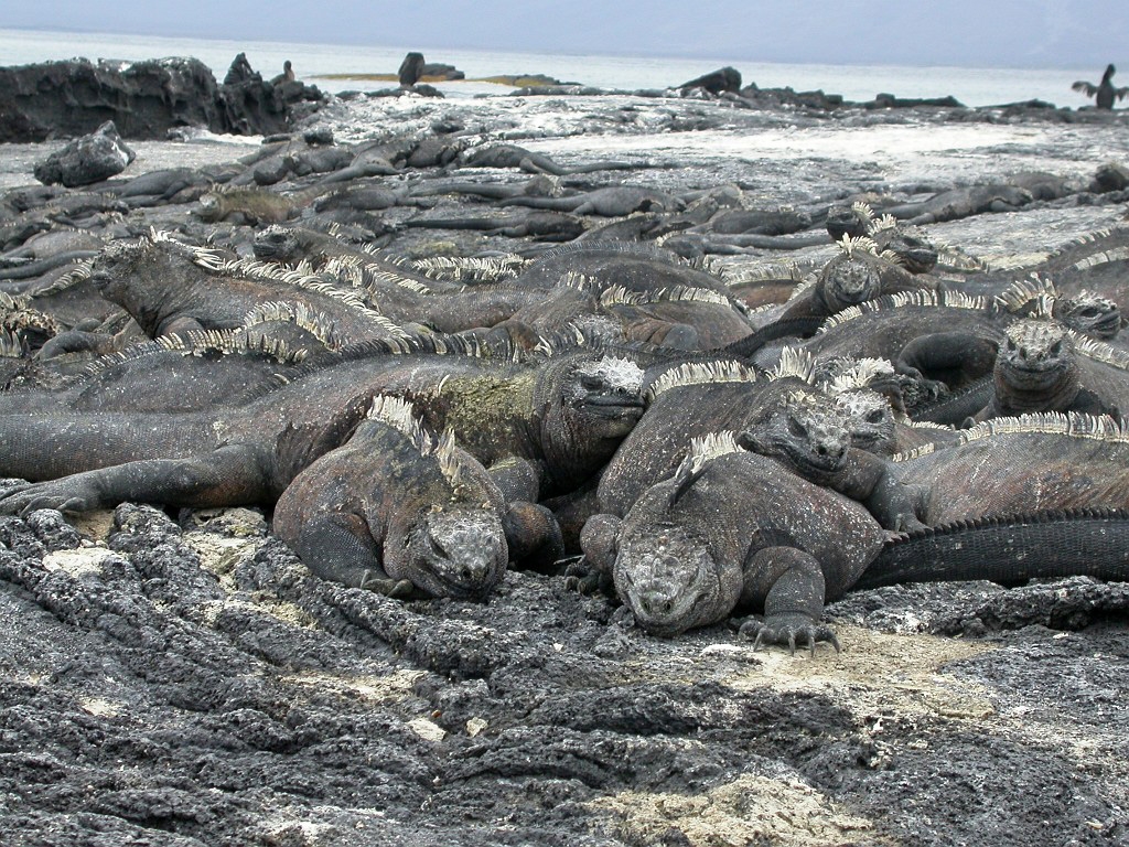 DSCN2264.JPG - Marine Iguanas (Amblyrhyncus cristatus), Galapagos Islands 2003