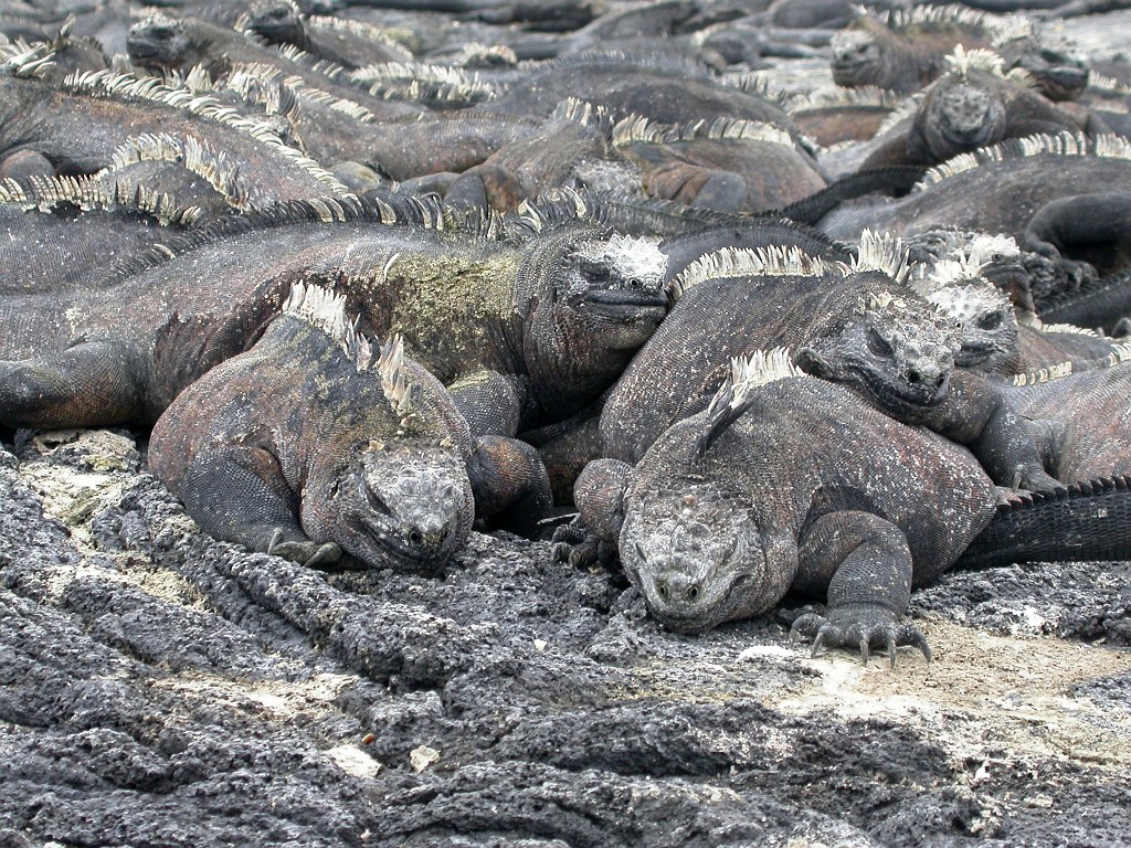 DSCN2265.JPG - Marine Iguanas (Amblyrhyncus cristatus), Galapagos Islands 2003