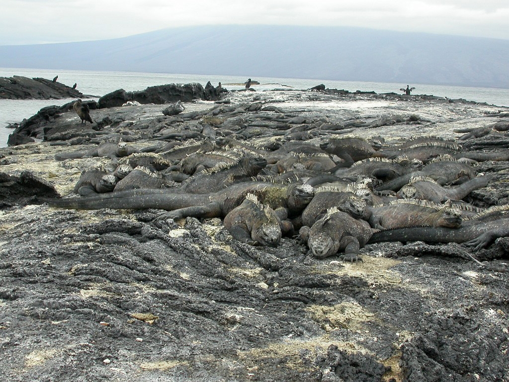 DSCN2268.JPG - Marine Iguanas (Amblyrhyncus cristatus), Galapagos Islands 2003