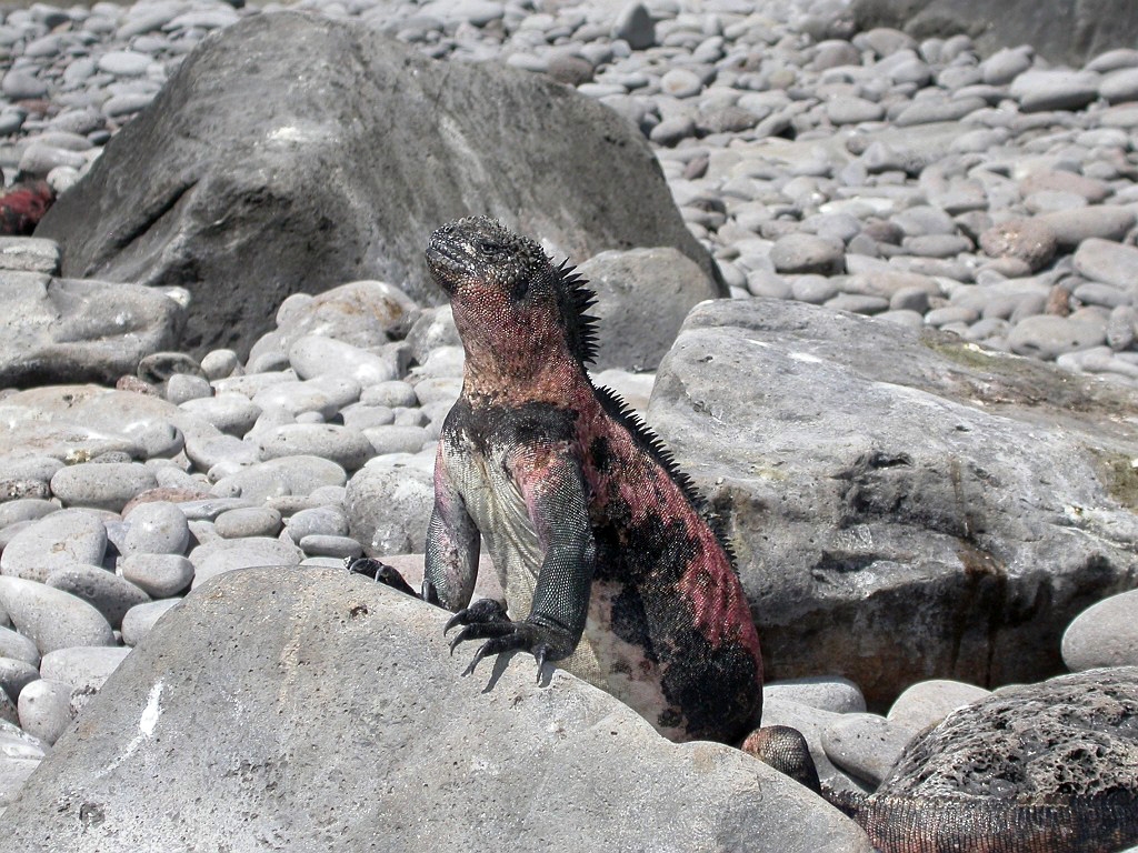 DSCN2468.JPG - Marine Iguanas (Amblyrhyncus cristatus), Galapagos Islands 2003