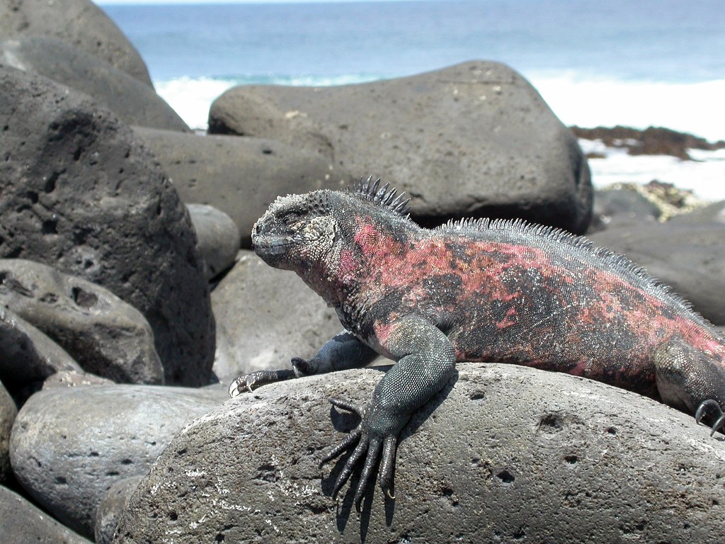 DSCN2475.JPG - Marine Iguanas (Amblyrhyncus cristatus), Galapagos Islands 2003