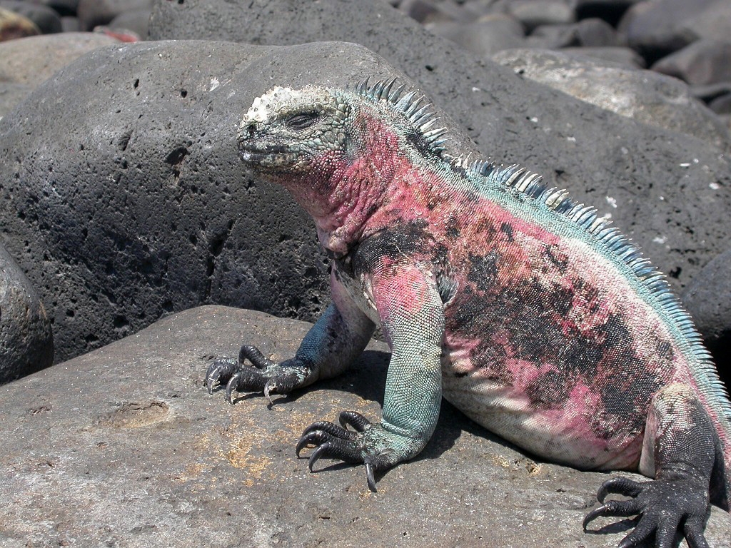 DSCN2480.JPG - Marine Iguanas (Amblyrhyncus cristatus), Galapagos Islands 2003