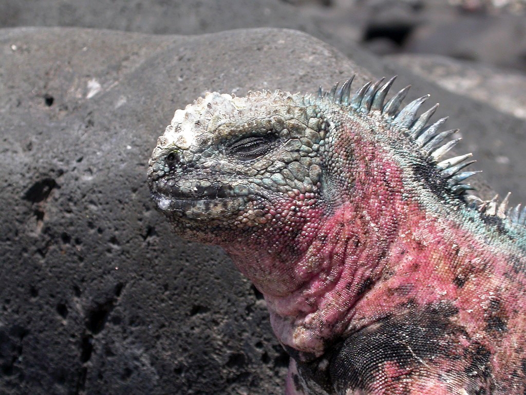 DSCN2481.JPG - Marine Iguanas (Amblyrhyncus cristatus), Galapagos Islands 2003