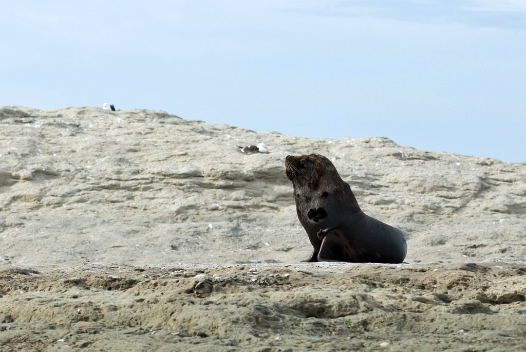 Sealion01.20081104_0502.jpg - South American Sea Lion (Otaria flavescens), Argentina 2008