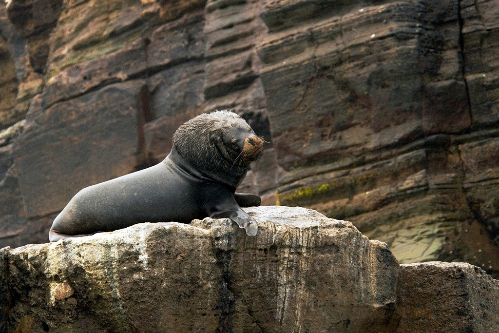 Sealion_PER3397.jpg