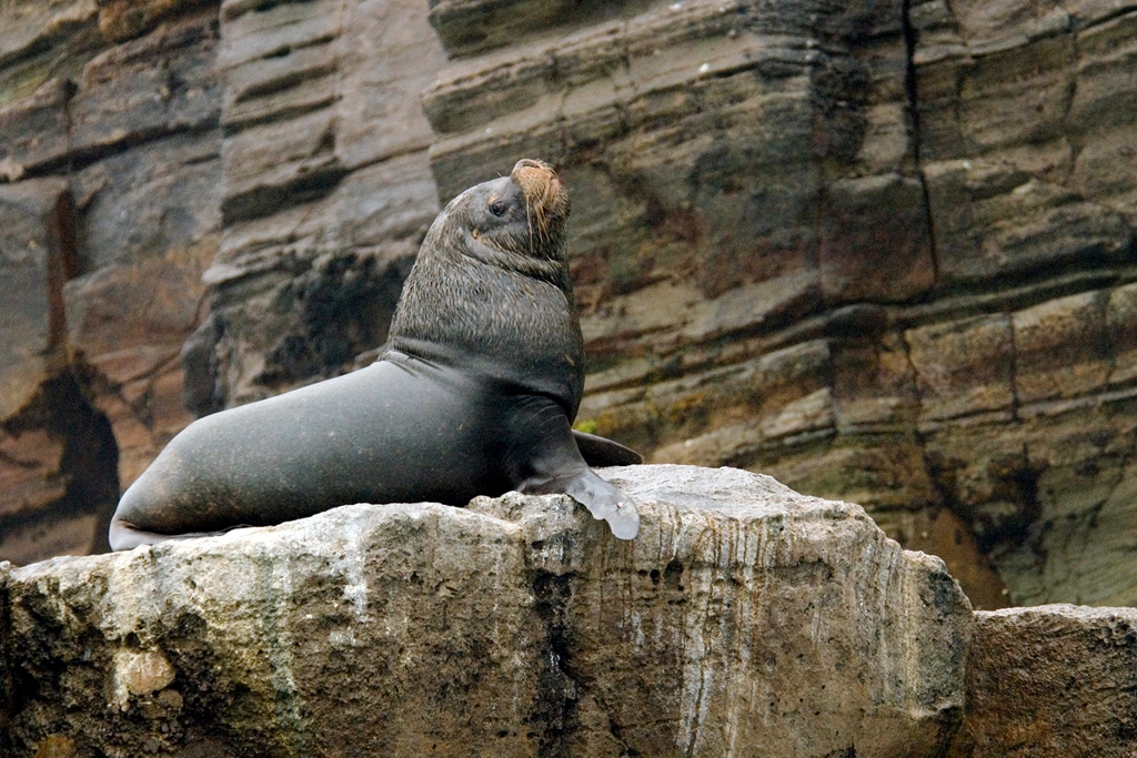 Sealion_PER3400.jpg