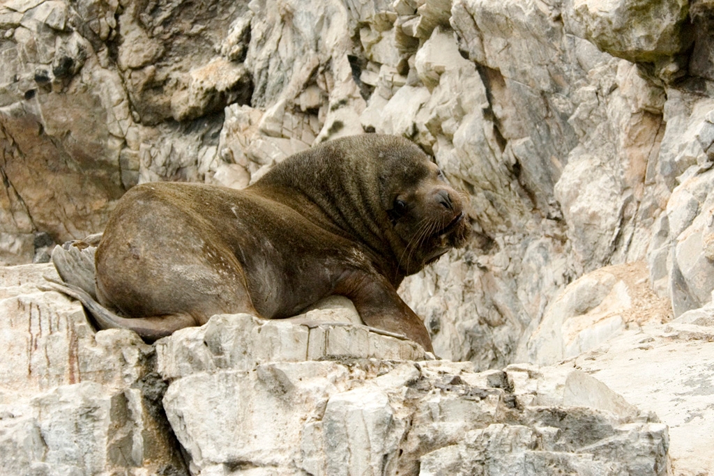 Sealion_PER3422.jpg