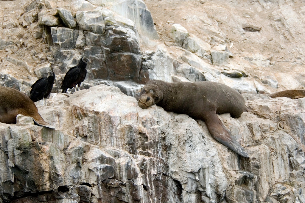 sealion_PER2875.jpg