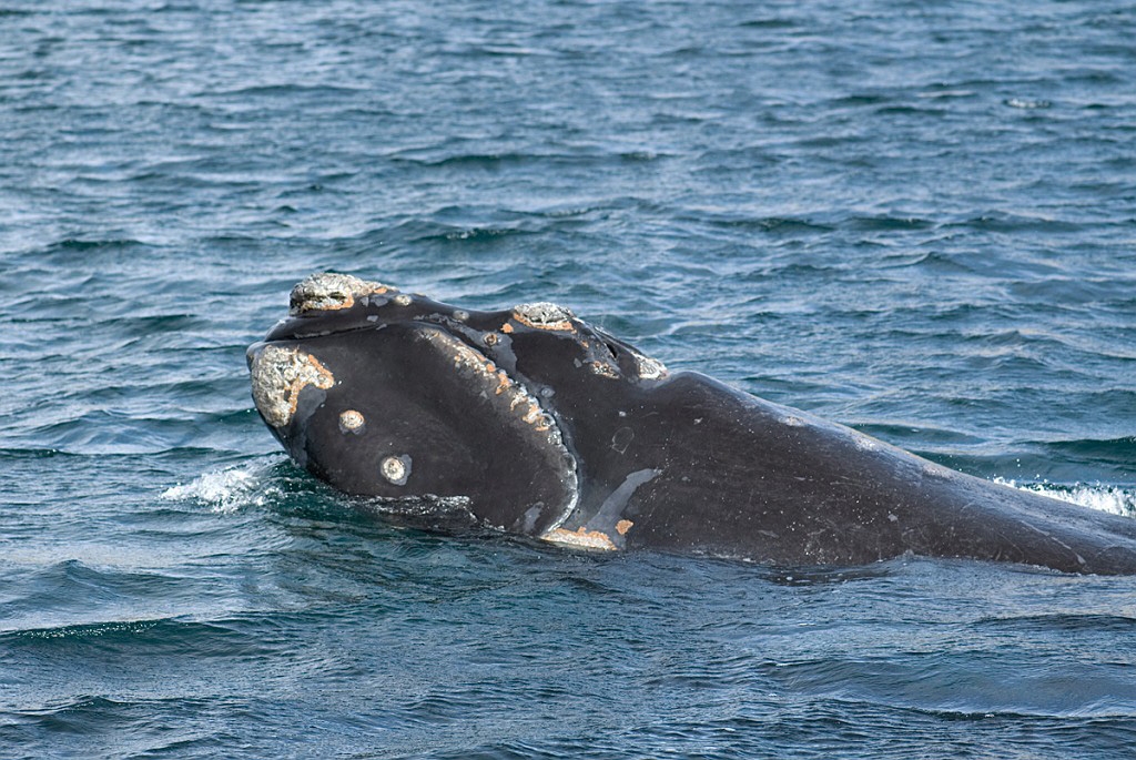 Southern.right.whale.20081104_0478.jpg - Southern Right Whale (Eubalaena australis), Peninsula Valdés Argentina 2008