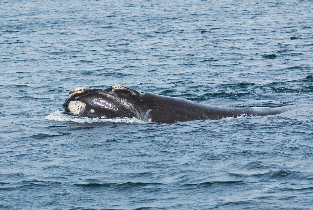 Southern.right.whale.20081104_0482.jpg - Southern Right Whale (Eubalaena australis), Peninsula Valdés Argentina 2008