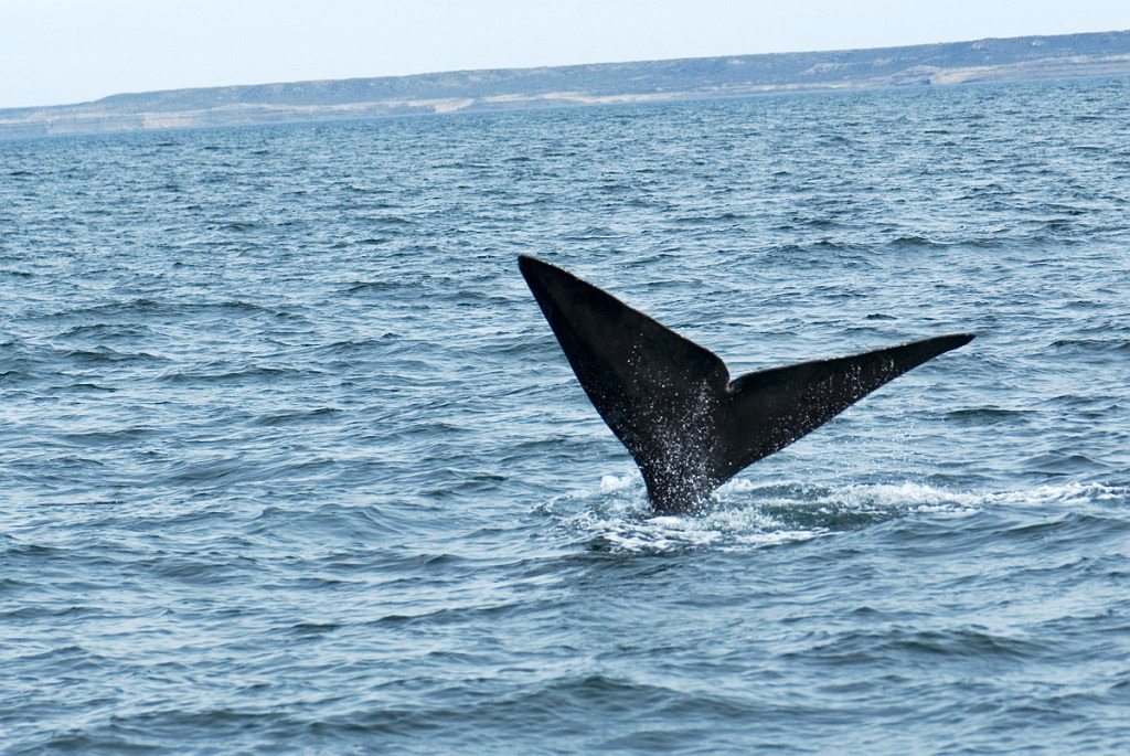 Southern.right.whale.20081104_0511.jpg - Southern Right Whale (Eubalaena australis), Peninsula Valdés Argentina 2008