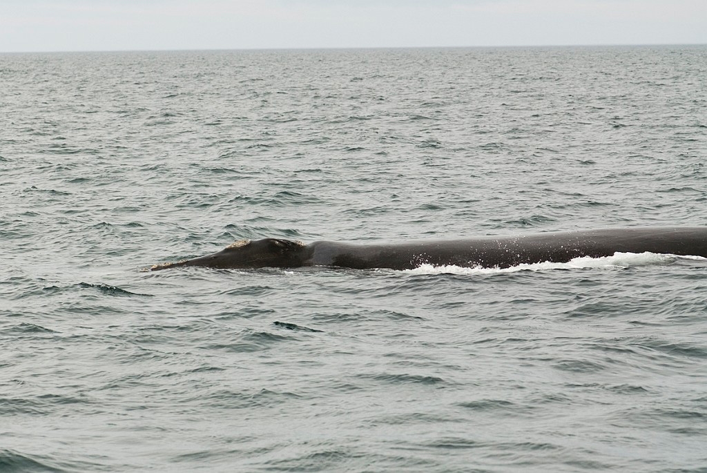 Southern.right.whale.20081104_0518.jpg - Southern Right Whale (Eubalaena australis), Peninsula Valdés Argentina 2008