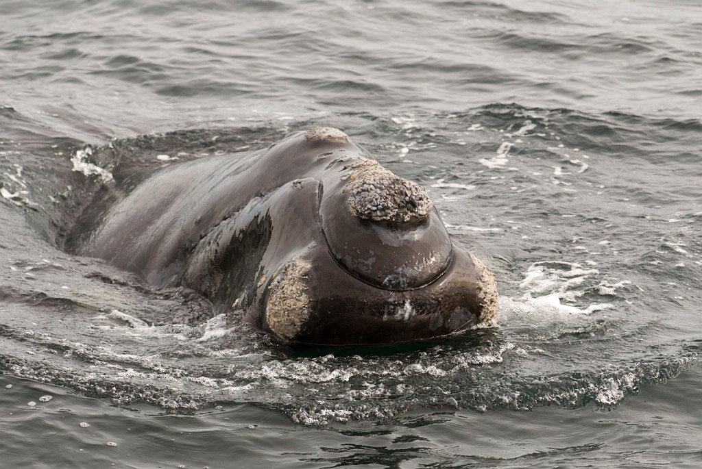 Southern.right.whale.20081104_0546.jpg - Southern Right Whale (Eubalaena australis), Peninsula Valdés Argentina 2008