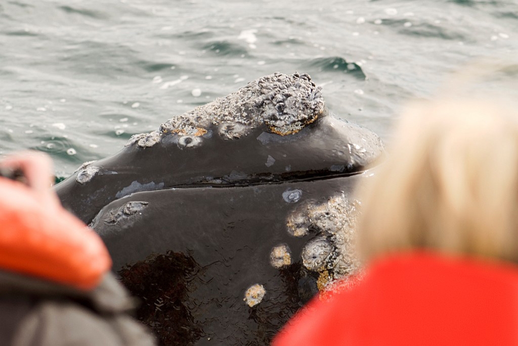 Southern.right.whale.20081104_0553.jpg - Southern Right Whale (Eubalaena australis), Peninsula Valdés Argentina 2008