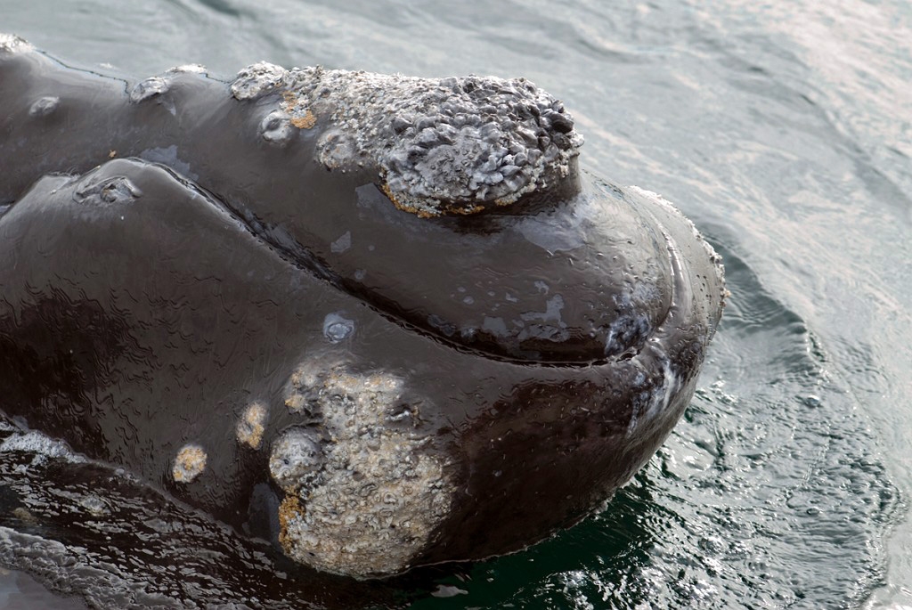 Southern.right.whale.20081104_0584.jpg - Southern Right Whale (Eubalaena australis), Peninsula Valdés Argentina 2008