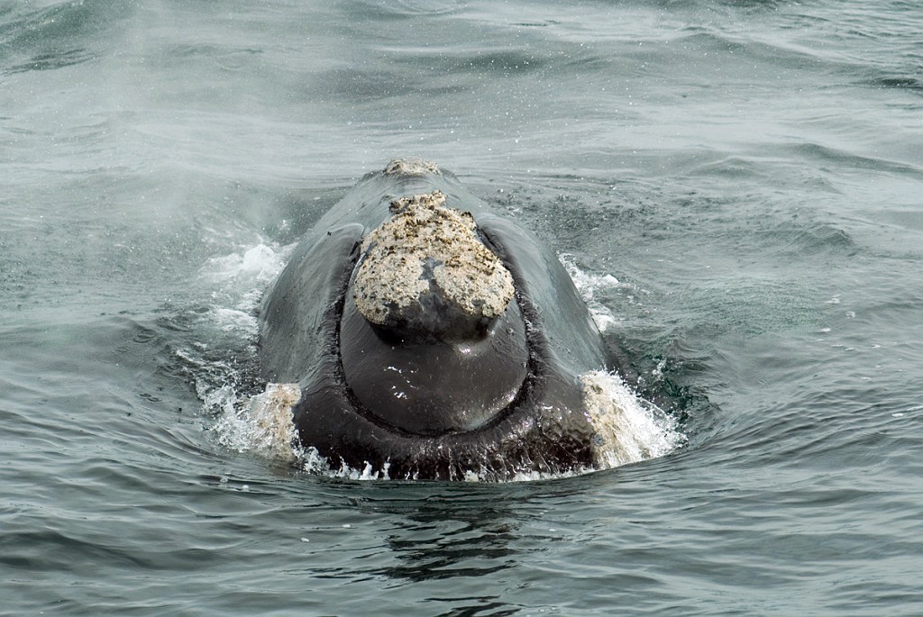 Southern.right.whale.20081104_0602.jpg - Southern Right Whale (Eubalaena australis), Peninsula Valdés Argentina 2008