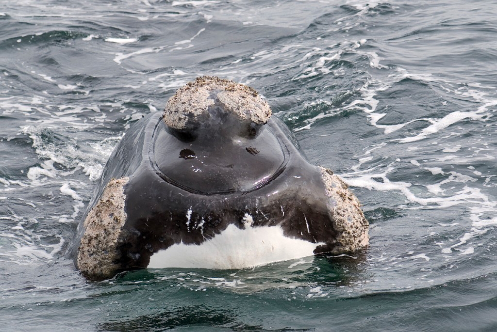 Southern.right.whale.20081104_0617.jpg - Southern Right Whale (Eubalaena australis), Peninsula Valdés Argentina 2008