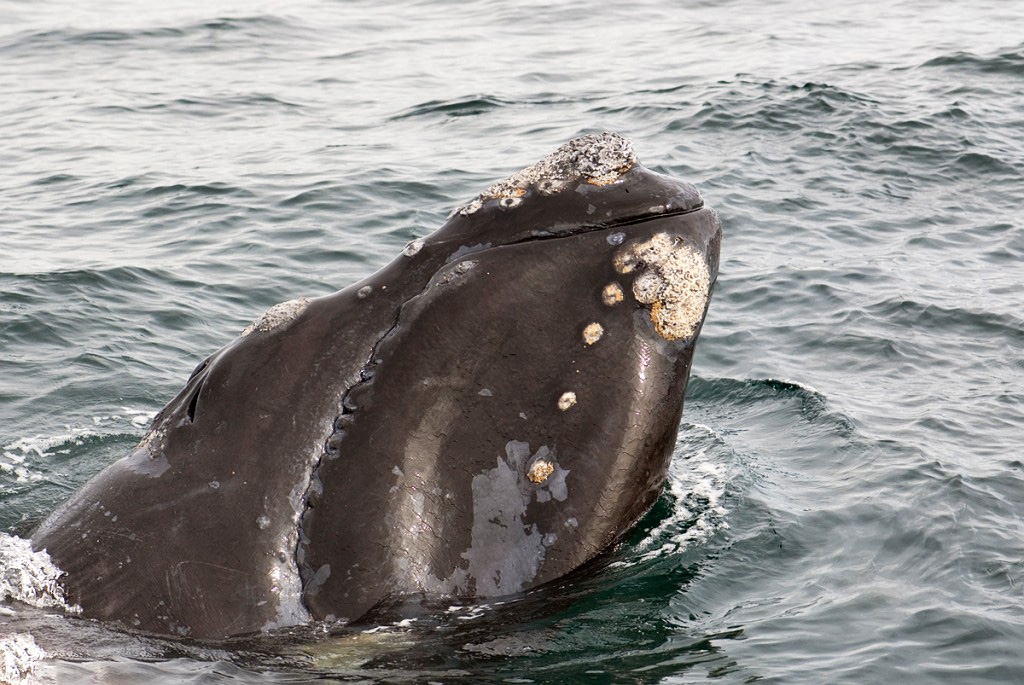 Southern.right.whale.20081104_0621.jpg - Southern Right Whale (Eubalaena australis), Peninsula Valdés Argentina 2008