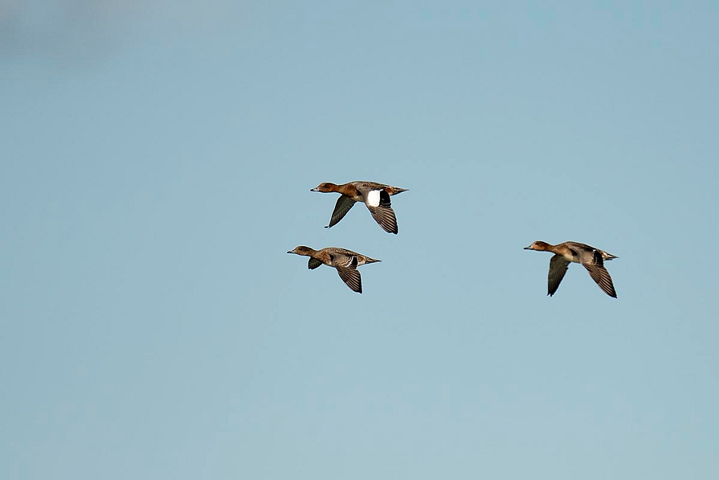Pibeand.20130917_3757.jpg