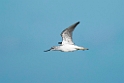 Hvidklire.20130917_3711