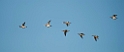 Pibeand.20130917_3752
