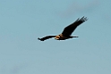 Rørhøg.20130917_3784