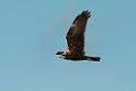 Rørhøg.20130917_3786