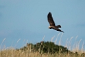 Rørhøg.20130917_3814