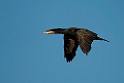 Skarv.20130917_3701