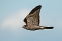 Spurvehøg.20130917_3793