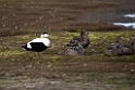 Ederfugl_20130630_500