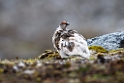 Fjeldrype_20130702_579