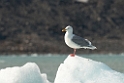 Gråmåge_20130703_907