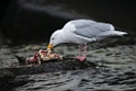 Gråmåge_20130706_1657