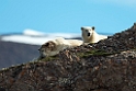 Isbjørn_20130703_823