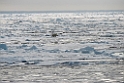 Isbjørn_20130704_1152