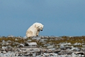 Isbjørn_20130707_2056