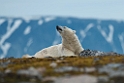 Isbjørn_20130707_2108