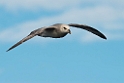 Mallemuk_20130704_1029