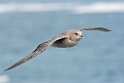 Mallemuk_20130704_1044