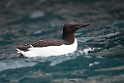 Polarlomvie_20130706_1522