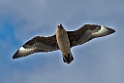 Storkjove_20130703_893