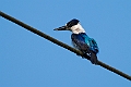 Black-and-white Kingfisher.202309okt_0865