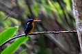 Halmahera Pygmy Kingfisher.202312okt_1345