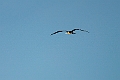 Lesser Frigatebird.20231018-_DSC3959