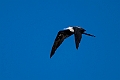 Lesser frigatebird.20231019-_DSC4256