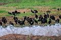 =pen-billed Stork.20240413-_DSC2985 kopier