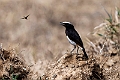 Abyssinian Wheatear.20240325-_DSC0210